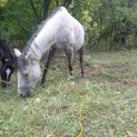 فروش یک عدد مادیان نیله و یک عدد اسب خون دار