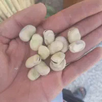 بذر باقلا برکت... بذری و خوشپخت