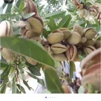 بادام دیرگل خوشه ای