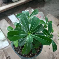 انواع گل های مختلف و اپارتمانی|گل و گیاه طبیعی|سنگر, |دیوار