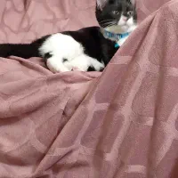 بچه گربه ی  نر تاکسیدو بسیار مودب و دوست داشتنی