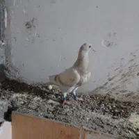 کبوتر|پرنده|آبپخش, |دیوار