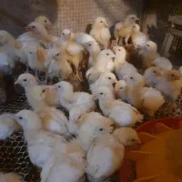 جوجه گوشتی