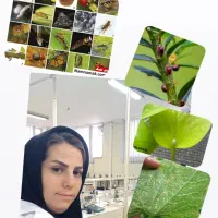 گلخونه پیچک