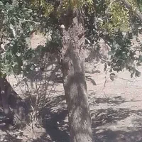 خرید و برش درختان در محل|خدمات باغبانی و درختکاری|بیرجند, |دیوار