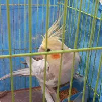 عروس هلندی نر|پرنده|شاهینشهر, عطار|دیوار