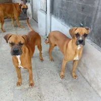 سگ باکسر گلد اصیل