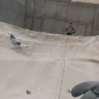 ‌کفتر‌فروشی‌