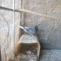 کفتر فروشی