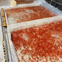 ست هفت سین و ماهی و...