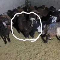 قوچ سرحال تخمی و برندیل با بره|حیوانات مزرعه|لردگان, |دیوار