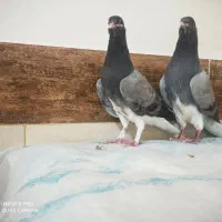 کبوتر
