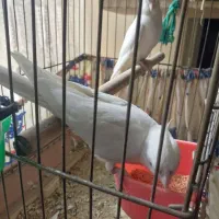 عروس هلندی جفت البینو مولد