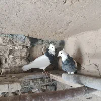 سه عددکفترطوقی دوتانریه ماده