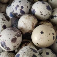 تخم بلدرچین نطفه دار