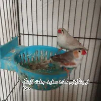 فنچ جامبون وپنکونی وکینگ ونرگسی|پرنده|رباط‌کریم, شترخوار|دیوار