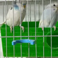 چند جفت از انواع طوطی|پرنده|مهاباد (آذربایجان غربی), |دیوار