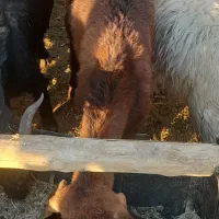 کولار وبزجوان