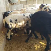 بره چاق|حیوانات مزرعه|شیراز, شهرک ایثار|دیوار