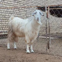 بزغاله چاق و قوچ چاق