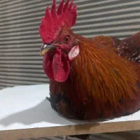 گردنبند و صدا گیر خروش جهت جلوگیری از ذبح خروس