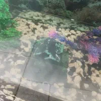 اکواریم با ماهی درحد|ماهی|قزوین, |دیوار