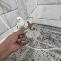 طوطی گرینچیک  دستی و مرغ عشق  دستی|پرنده|خواف, |دیوار