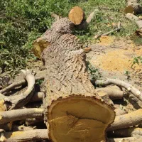 خرید انواع درخت و چوب|خدمات باغبانی و درختکاری|قزوین, |دیوار