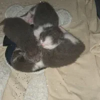 گربه