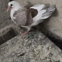 کبوتر|حیوانات|ایوان, |دیوار