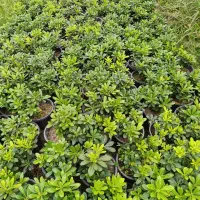 شمشاد نعنایی . پیتسپروم.اکوبا.یوکا.|گل و گیاه طبیعی|رحیم‌آباد, |دیوار