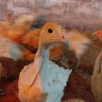 جوجه بوقلمون بیوتی6 فوق سنگین 43روزه ارسال رایگان|حیوانات مزرعه|مشهد, سازمان آب|دیوار