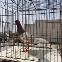 کفتر کله سرخ ماده