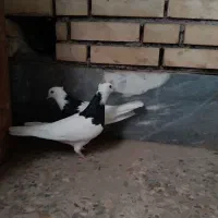 ۲جفت‌طوقی|پرنده|امیدیه, |دیوار