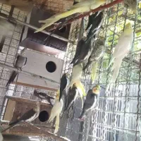 عروس هلندی مولد|پرنده|رباطکریم, منجیل آباد|دیوار