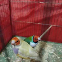 پرنده|پرنده|سیرجان, |دیوار