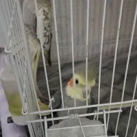 دوعدطوطی عروس هلندی