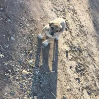 واگذاری توله سگ