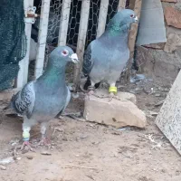 سه عدد نر قلدر المانی هوایی کاشمر هر سه باهم 1تمن