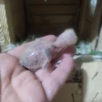 طوطی برزیلی جم|پرنده|جم, |دیوار