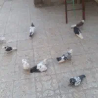 چند جفت کفتر اس مهر خورده برای توضیح زنگ|پرنده|نهاوند, |دیوار
