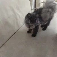 پرشین|گربه|ایلخچی, |دیوار