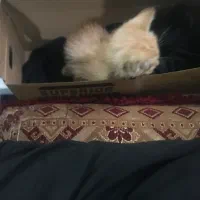 بچه گربه