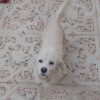 واگذاری سگ تریر فوری|سگ|یزد, |دیوار