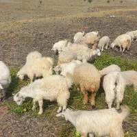 کهره چاق گوشتی