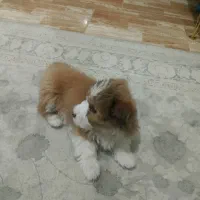 سگ پاکوتاه شیتزو 3ماه