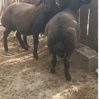 دوعددبره نر همو