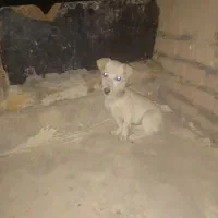 سگ پاکوتاه