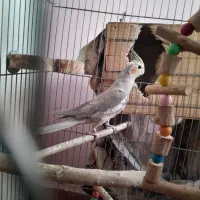 عروس هلندی و مرغ عشق|پرنده|فردیس, نسترن غربی|دیوار