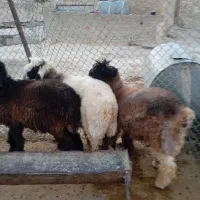 بره قوچی|حیوانات مزرعه|سوق, |دیوار